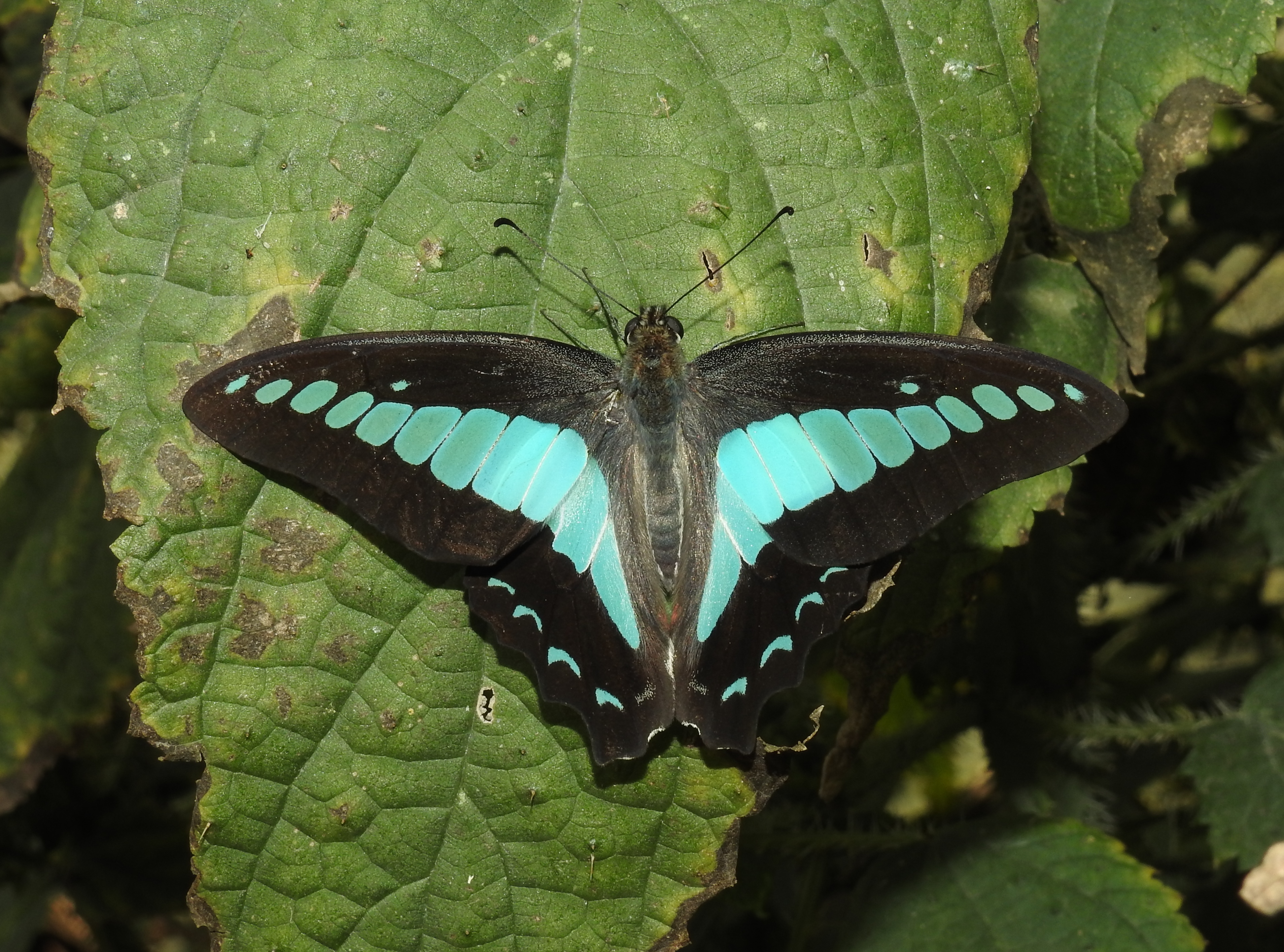 Graphium sarpedon